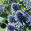 Eryngium Planum Blue Hobbit